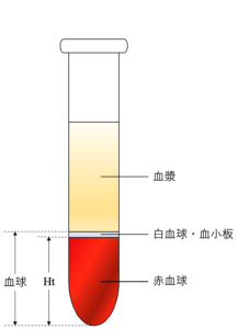 血液の基礎構成