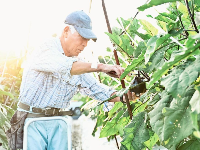 三豊茄子の収穫