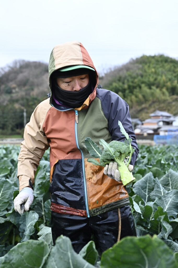 ブロッコリーの収穫